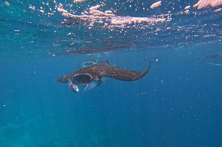Exclusive Early Bird Komodo Tour: Beat the Crowds by Speed Boat