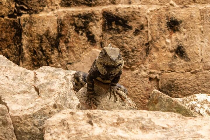 Uxmal, two Amazing Cenotes & Local Food Tour from Mérida