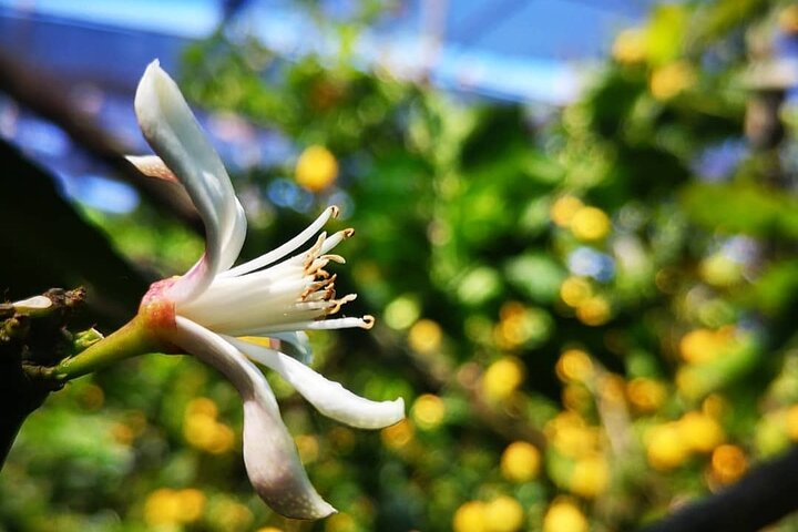 Sorrento Farm and Food Experience including Olive Oil, Limoncello, Wine tasting