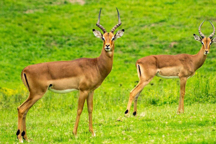 Dar es Salaam: 1-Day Mikumi National Park Safari with Free Pickup