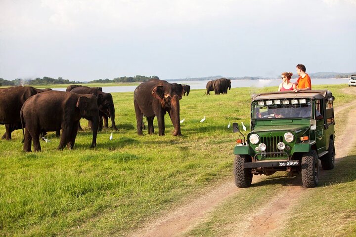 Minneriya Jeep Safari Tour from Pasikudah