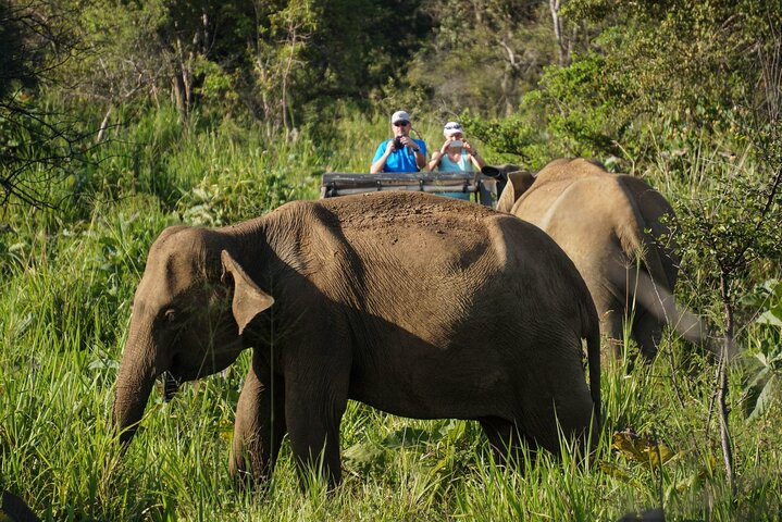Minneriya Jeep Safari Tour from Pasikudah