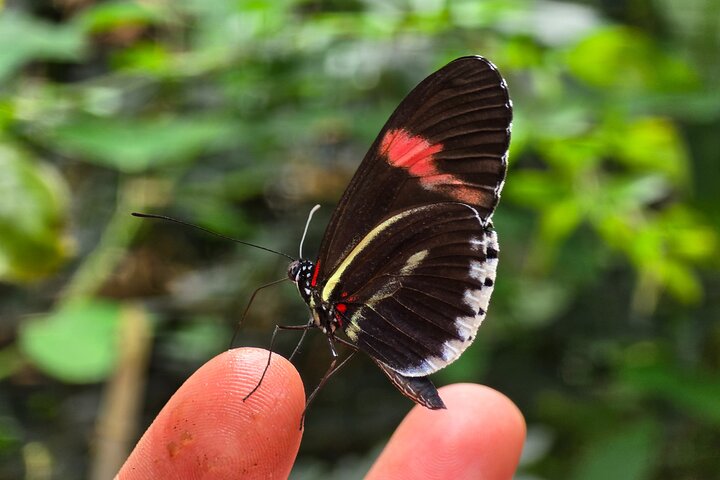 Full-Day Mindo Cloud Forest Tour Birdwatching Waterfalls and Hike
