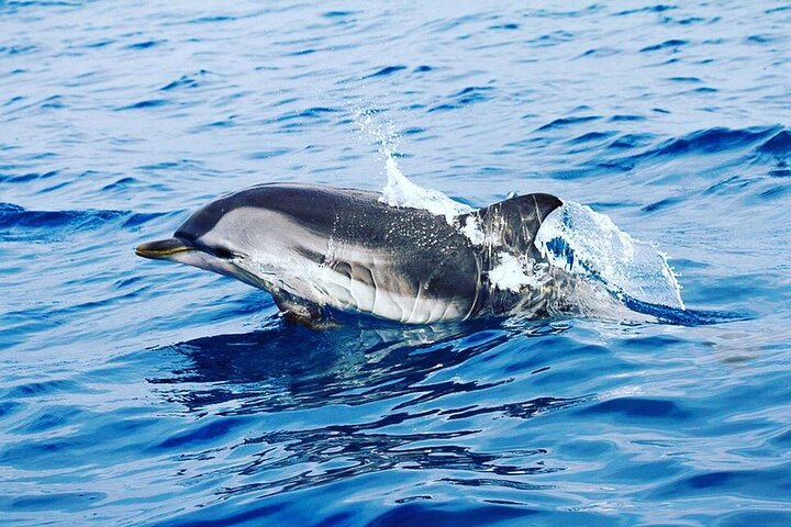 Small Group Dolphin and Wildlife Watching Tour in Faro