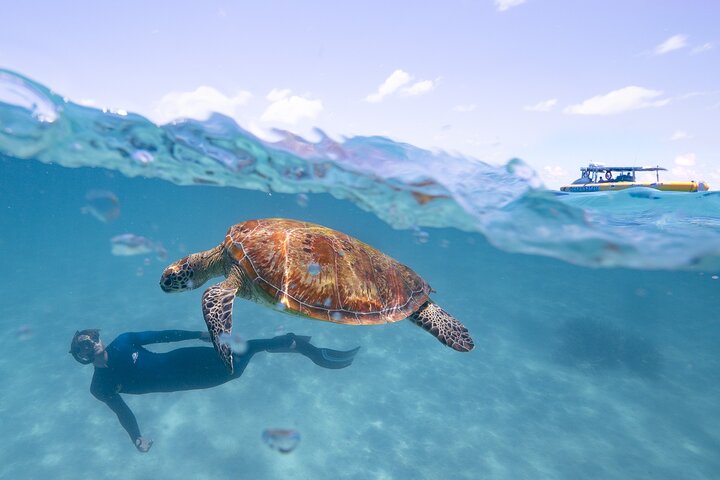 Ocean Safari Great Barrier Reef Experience in Cape Tribulation