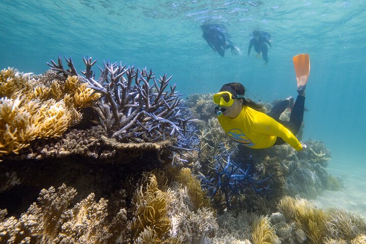Ocean Safari Great Barrier Reef Experience in Cape Tribulation