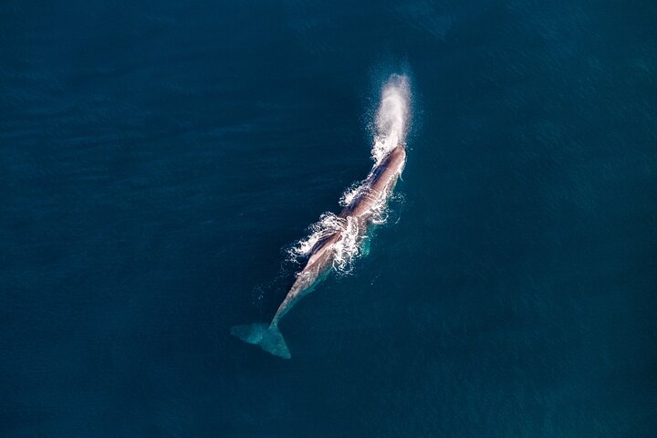 Kaikōura Whale Watching - 1hr 20min Ultimate Adventure