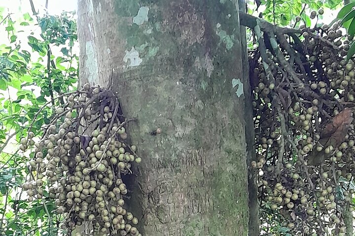 Waterfall Organic Coffee Taste and Forest Community Tour