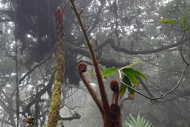 Mombacho Volcano Trail and Ziplining Adventure!!