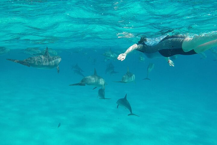 Sataya Dolphin House Adventure by Luxury Boat with Lunch