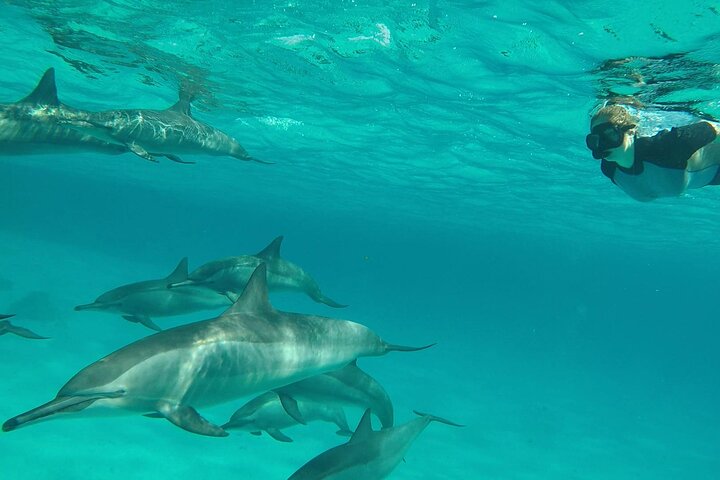 Sataya Dolphin House Adventure by Luxury Boat with Lunch
