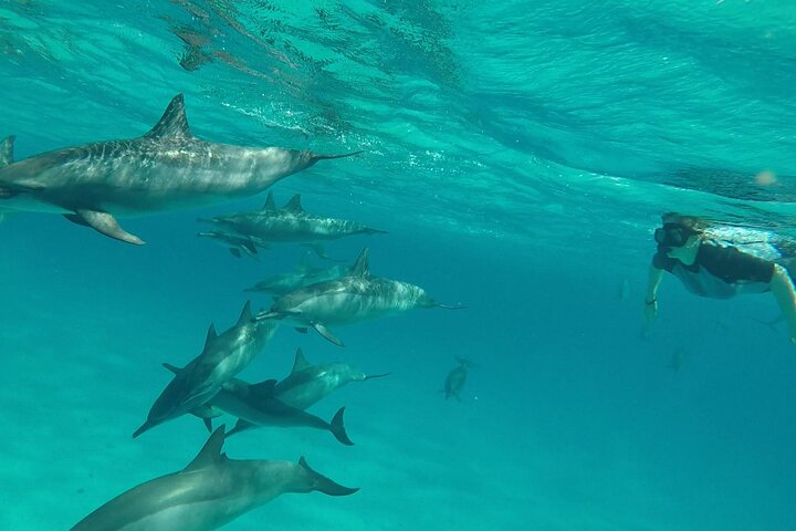 Sataya Dolphin House Adventure by Luxury Boat with Lunch