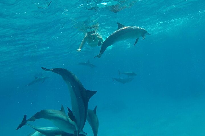Sataya Dolphin House Adventure by Luxury Boat with Lunch