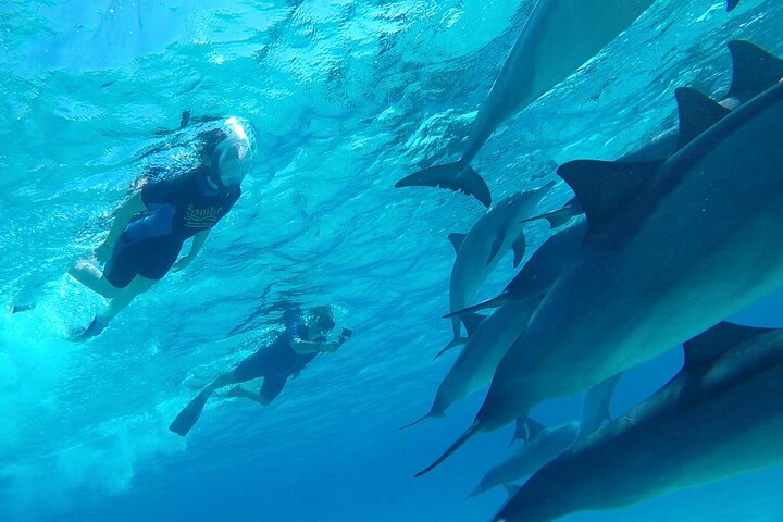 Sataya Dolphin House Adventure by Luxury Boat with Lunch