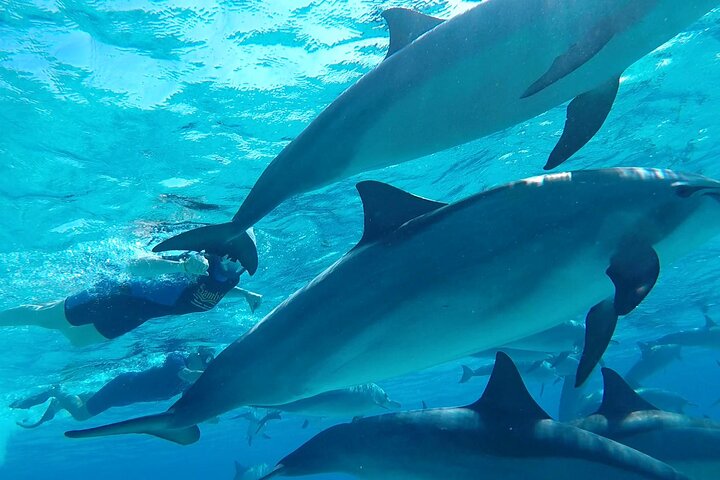 Sataya Dolphin House Adventure by Luxury Boat with Lunch