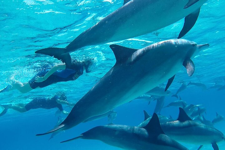 Sataya Dolphin House Adventure by Luxury Boat with Lunch