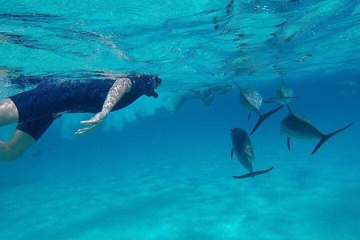 Sataya Dolphin House Adventure by Luxury Boat with Lunch