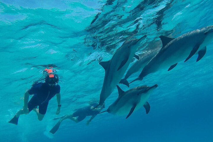Sataya Dolphin House Adventure by Luxury Boat with Lunch