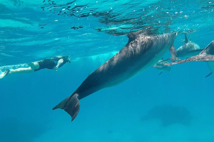 Sataya Dolphin House Adventure by Luxury Boat with Lunch