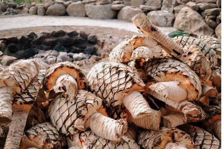 Cachasol Tequila Tasting & Raicilla Distillery Tour