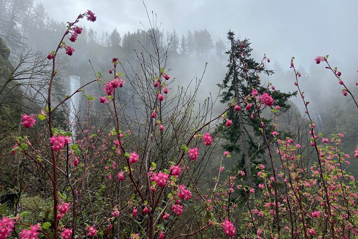 Multnomah Falls and Columbia River Gorge Half-Day Hiking Tour
