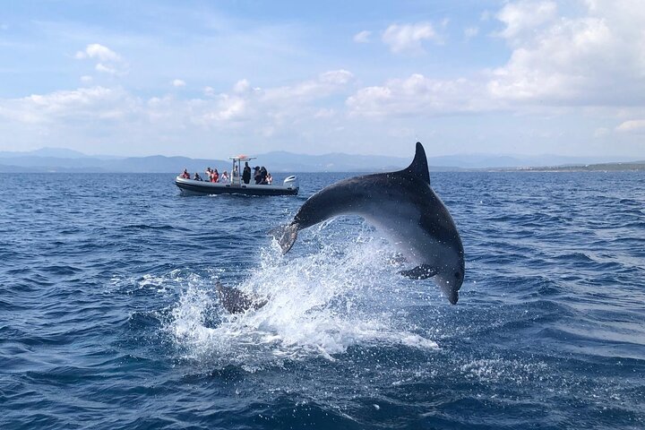 Dolphin Watching Tour - from Golfo Aranci