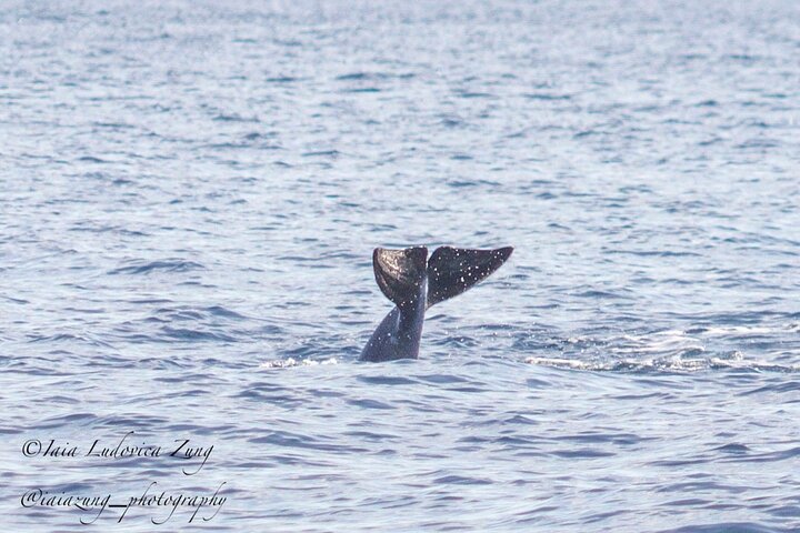 Dolphin Watching Tour - from Golfo Aranci