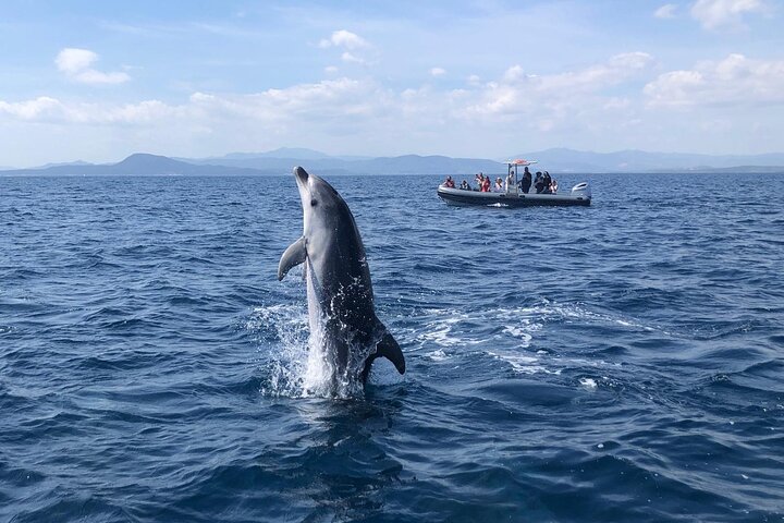 Dolphin Watching Tour - from Golfo Aranci