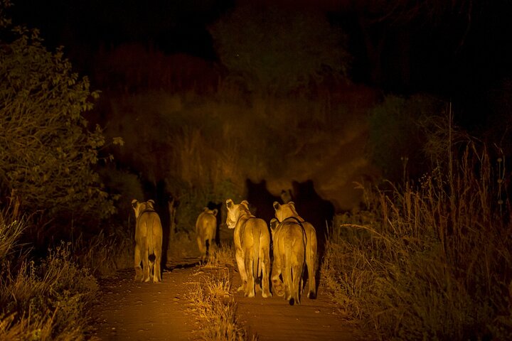 Evening Pilanesberg Night Safari Tour from Sun City
