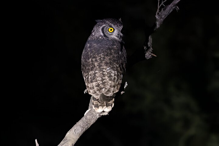 Evening Pilanesberg Night Safari Tour from Sun City