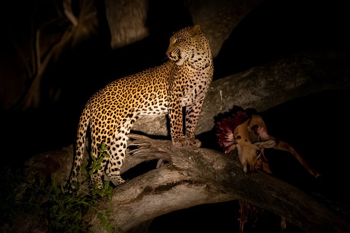 Evening Pilanesberg Night Safari Tour from Sun City