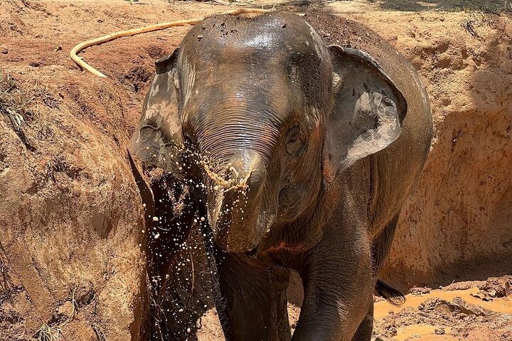 Phuket Elephant Nature Reserve Ethical Sanctuary