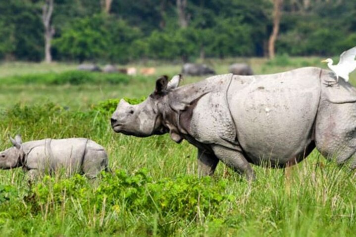 Explore Pobitora Wildlife Safari & Mayong Village of Wizards