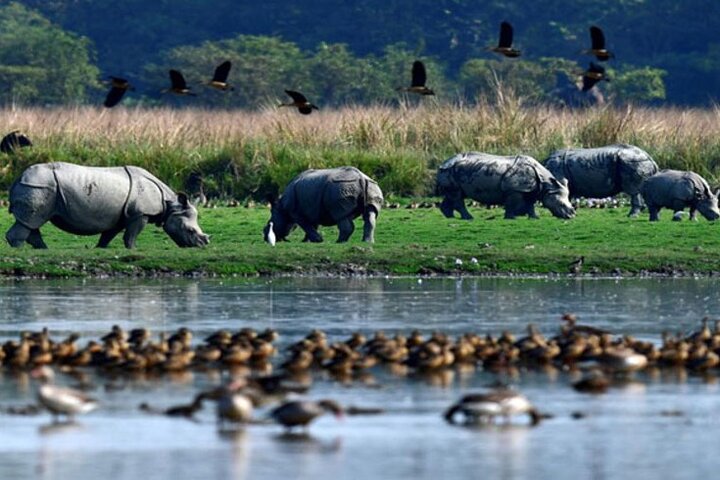 Explore Pobitora Wildlife Safari & Mayong Village of Wizards