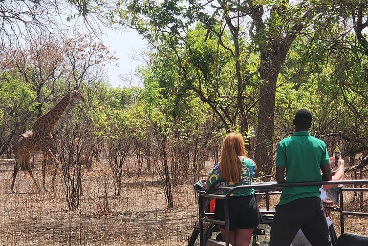 Safari adventure at Fathala Wildlife Reserve in Senegal