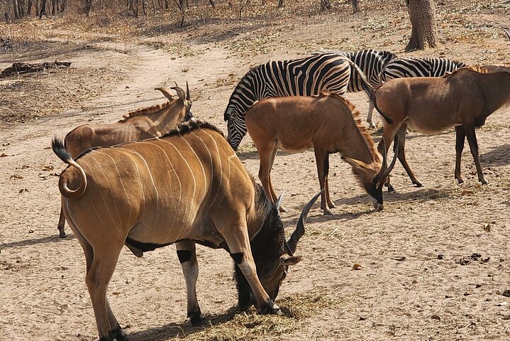 Safari adventure at Fathala Wildlife Reserve in Senegal