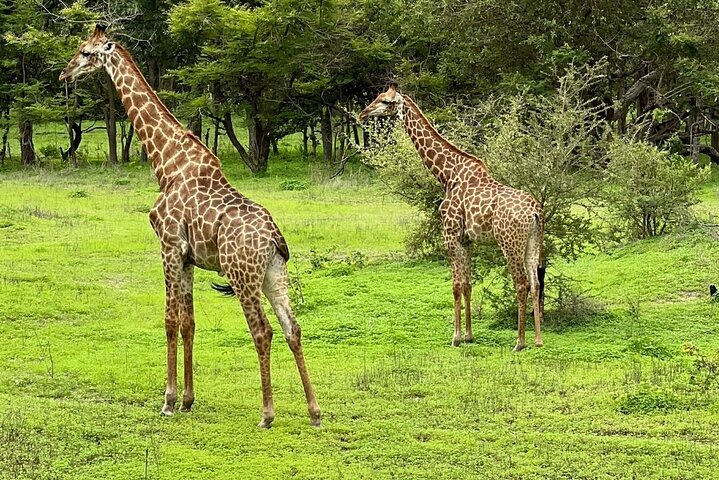 Safari adventure at Fathala Wildlife Reserve in Senegal