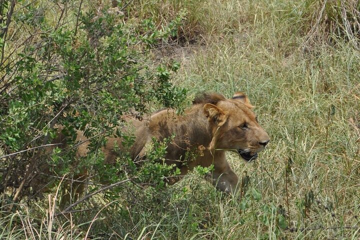 1. Day safaris to Mikumi by Train from dar es salaam