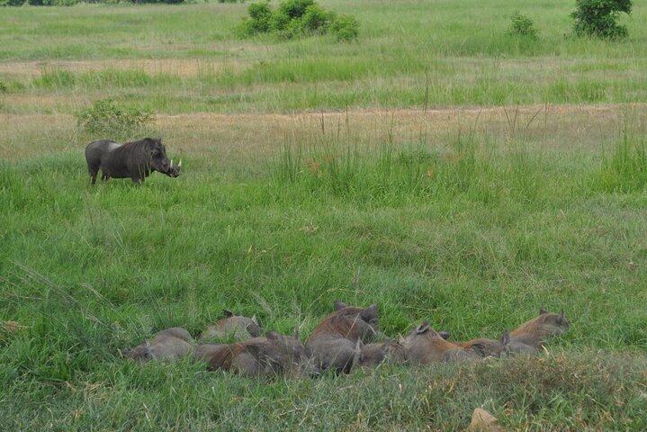 1. Day safaris to Mikumi by Train from dar es salaam