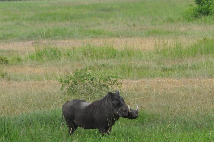 1. Day safaris to Mikumi by Train from dar es salaam