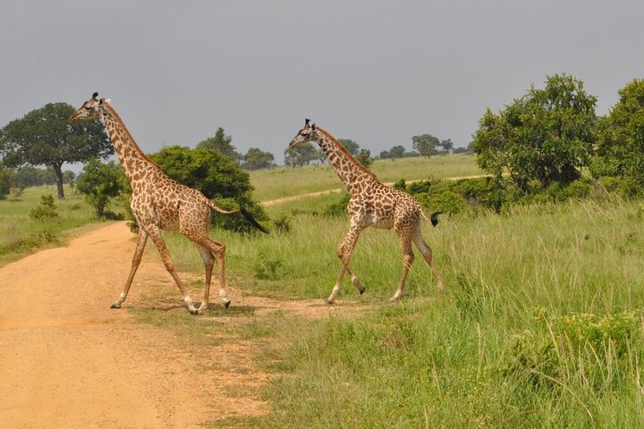 1. Day safaris to Mikumi by Train from dar es salaam