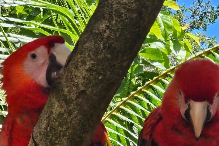 West Bay Beach Break / Monkey and Sloth Sanctuary