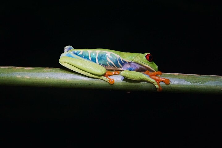 Tortuguero National Park Canoe Tour
