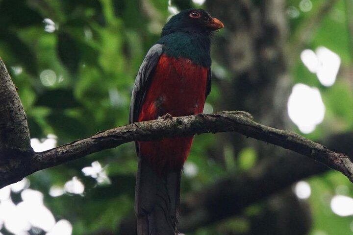 Tortuguero National Park Canoe Tour