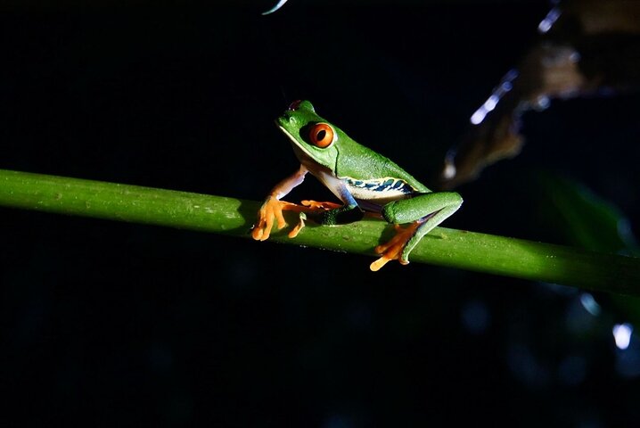 Tortuguero National Park Canoe Tour