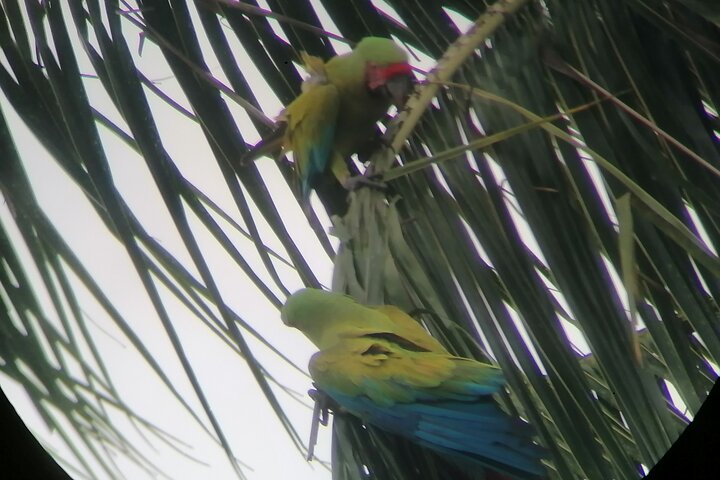 Tortuguero National Park Canoe Tour
