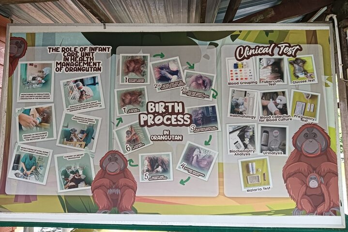 Orangutan (Orang Utan) Island Responsible Experience