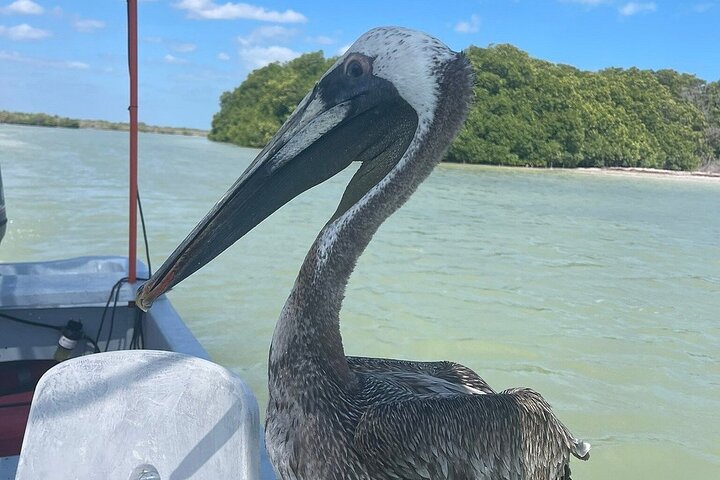 Río Lagartos: Private Boat Tour