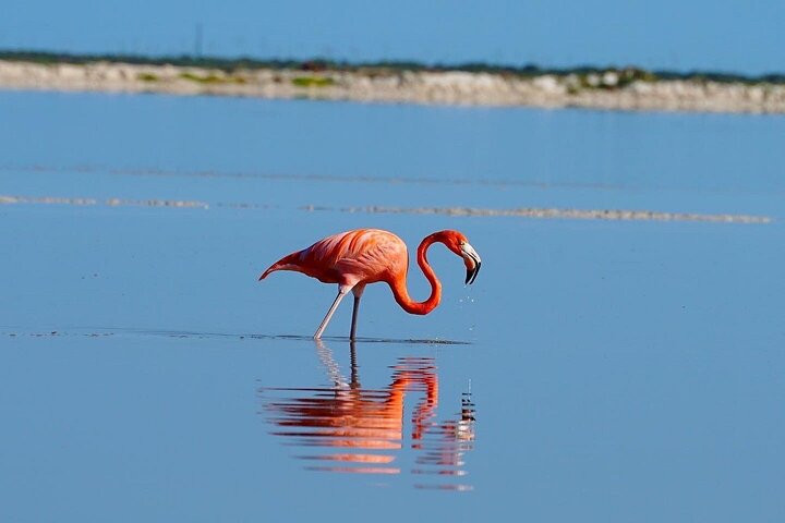 Río Lagartos: Private Boat Tour