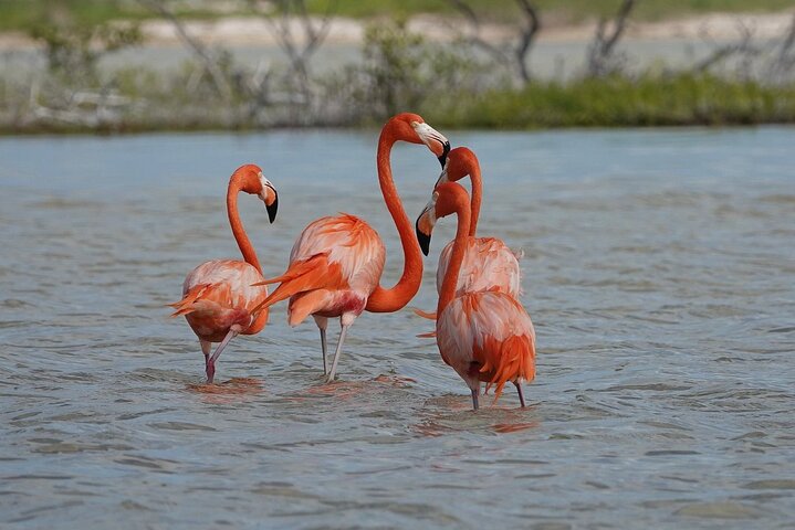 Río Lagartos: Private Boat Tour